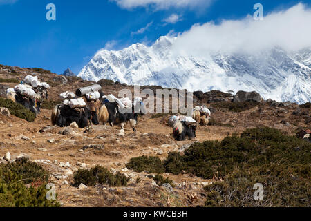 Himalaya, Népal, 5 Nov 2017 - Une randonnée touristique à Gorak Shep village 5000 m au-dessus du niveau de la mer, dans le parc de Sagarmatha sur le chemin de la base de l'Everest Banque D'Images