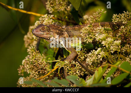 Iguane vert, Iguana iguana, taking sun dans la forêt tropicale au bord du lac Gatun, parc national de Soberania, République du Panama. Banque D'Images