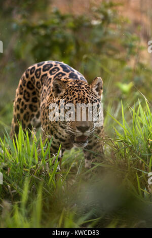 Une Jaguar de centre du Brésil Banque D'Images