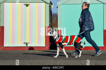 Quirky dog walking dog wearing avec manteau de couleur vive et propriétaire en face de Hove beach huts UK Banque D'Images