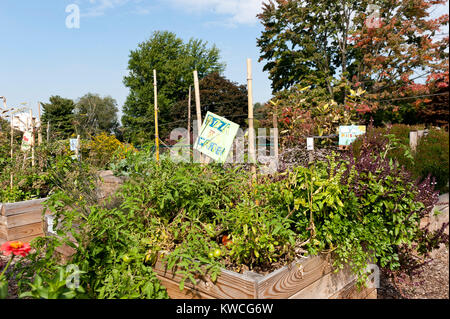 PIZZA GARDEN CULTIVÉS DANS DES JARDINS SURÉLEVÉE DANS LA COUR DE L'ÉCOLE Banque D'Images