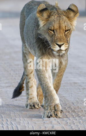 L'African lion (Panthera leo), jeune homme marchant sur un chemin de terre, au crépuscule, Kgalagadi Transfrontier Park, Northern Cape, Afrique du Sud, l'Afrique Banque D'Images