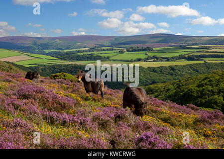 Parc national d'Exmoor, Somerset, Angleterre : poneys Exmoor sauvages parmi la bruyère et l'ajonc avec Dunkery Beacon à distance Banque D'Images