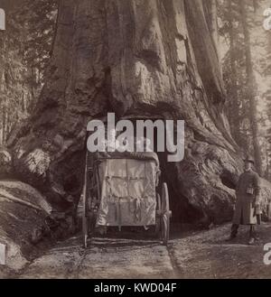 Le président Theodore Roosevelts calèche à travers le tunnel dans un séquoia géant, Wawona. Mariposa Grove, Californie, le 15 mai 1903. Cette nuit, TR et Muir ont campé à la Mariposa Grove sous le BSLOC Grizzly Giant (2017 4 76) Banque D'Images