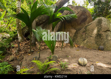 Les plantes juvéniles de Coco de Mer (Lodoicea maldivica), Fond Ferdinand Réserve Naturelle, Praslin, Seychelles Banque D'Images