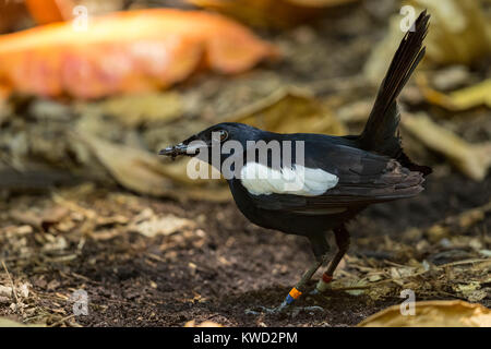 Héron goliath (Copsychus sechellarum) sur le terrain, Magpie Robin, endémiques des Seychelles Banque D'Images