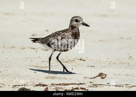 Grey Plover (Pluvialis squatarola), plumage de transition à partir de l'été à plumage plumage d'hiver Banque D'Images