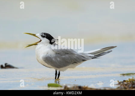 Le Tern Sterne, Swift (Thalasseus bergii thalassinus), non-nuptiale Banque D'Images