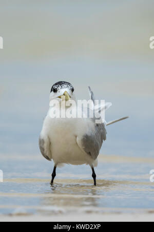 Le Tern Sterne, Swift (Thalasseus bergii thalassinus), non-nuptiale Banque D'Images