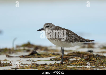 Grey Plover (Pluvialis squatarola), plumage d'hiver Banque D'Images