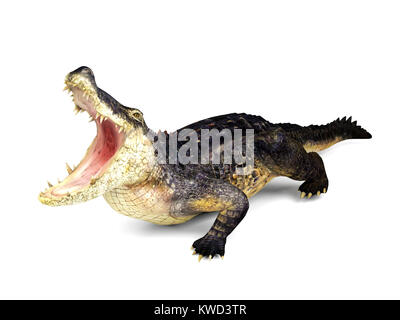Crocodile isolé sur fond blanc, 3D Rendering Banque D'Images