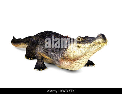 Crocodile isolé sur fond blanc, 3D Rendering Banque D'Images