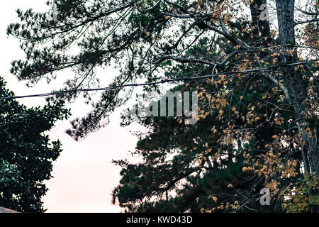 Arbres à l’aube Banque D'Images