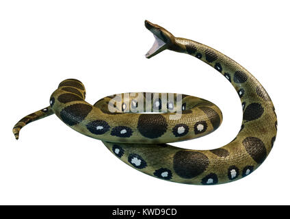 D'un rendu 3D ou anaconda vert Eunectes murinus ou anaconda commun ou de l'eau boa isolé sur fond blanc Banque D'Images