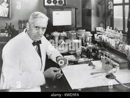 Le Dr Alexander Fleming, (1903-1972), biologiste écossais qui a découvert la pénicilline antibiotique en 1928. Pendant la SECONDE GUERRE MONDIALE Howard Walter Florey et Ernst Boris Chain a mis au point un moyen de produire la pénicilline à l'échelle industrielle. Tous les trois a partagé le Prix Nobel de Médecine 1945 (BSLOC   2016 10 17) Banque D'Images