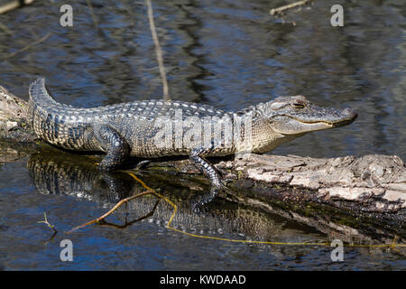 Les jeunes sur un arbre d'alligator sur l'eau Banque D'Images