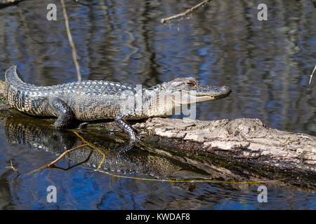 Les jeunes en alligator sur un arbre Banque D'Images