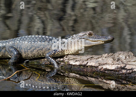 Les jeunes en alligator de bain du soleil Banque D'Images