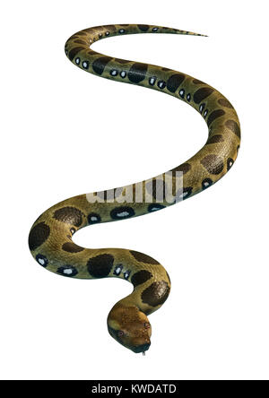 D'un rendu 3D ou anaconda vert Eunectes murinus ou anaconda commun ou de l'eau boa isolé sur fond blanc Banque D'Images