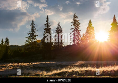 Par sunburst pessière. belle nature paysages de montagne dans le Parc Naturel Apuseni, au lever du soleil Banque D'Images