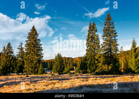 Forêt de sapins en début de matinée. La belle nature paysages de montagne dans le Parc Naturel Apuseni Banque D'Images