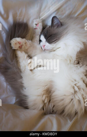 Chat Ragdoll dormir allongé sur un lit dans UK Banque D'Images