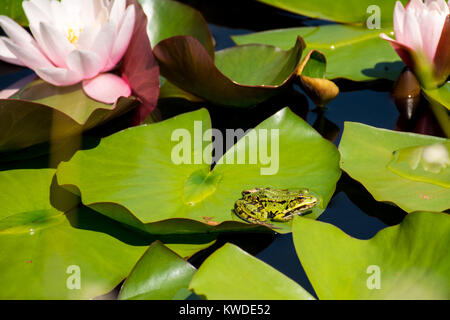 Grenouille verte Pelophylax kl. esculentus nommé avec taches brun assis sur le green leaf lily Banque D'Images