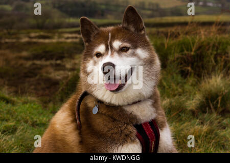 Chien Husky rouge Banque D'Images