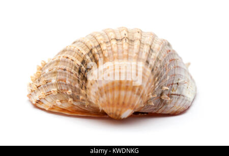 Acanthocardia tuberculata cockle, rugueux, coquille vide isolé sur fond blanc Banque D'Images