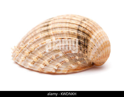 Acanthocardia tuberculata cockle, rugueux, coquille vide isolé sur fond blanc Banque D'Images