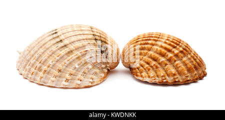 Acanthocardia tuberculata cockle, rugueux, coquille vide isolé sur fond blanc Banque D'Images