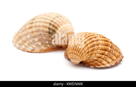 Acanthocardia tuberculata cockle, rugueux, coquille vide isolé sur fond blanc Banque D'Images