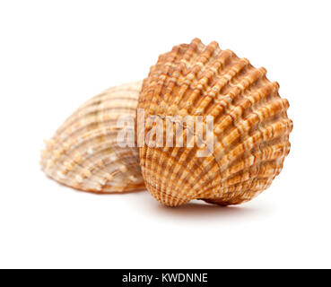 Acanthocardia tuberculata cockle, rugueux, coquille vide isolé sur fond blanc Banque D'Images