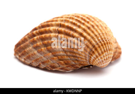 Acanthocardia tuberculata cockle, rugueux, coquille vide isolé sur fond blanc Banque D'Images