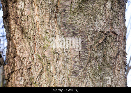 Schwarz-Erle, Schwarzerle, Erle, Rinde, Borke, Stamm, Baumstamm, Alnus glutinosa aulne commun,, l'Aulne, l'écorce, couenne, tronc, tige, Aulne glutineux Banque D'Images