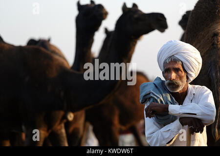 Scène à Pushkar Camel Fair, portrait d'un commerçant avec son troupeau, wearingwhite turban, recouvert d'une couverture bleue, matin, Pushkar, Rajasthan, India Banque D'Images