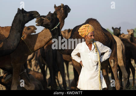 Scène à Pushkar Camel Fair, négociant les hommes debout devant ses chameaux le matin du jour de négociation, Rajasthan, Inde Banque D'Images