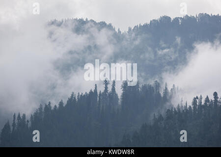 Arbres dans le brouillard et les nuages, Himalaya Banque D'Images