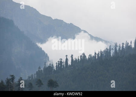 Arbres dans le brouillard et les nuages, Himalaya Banque D'Images