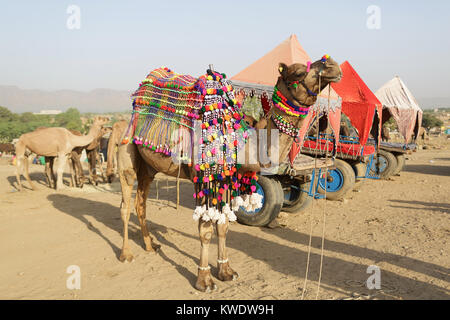 Scène à Pushkar Foire de chameau chameau décorées, pour transporter les touristes autour de la région de marché, Rajasthan, Inde Banque D'Images