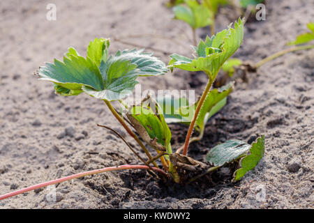 Un jeune fraisier est planté dans le sol à l'automne afin qu'il puisse se développer et livrer une nouvelle récolte de fraises au printemps prochain. Banque D'Images