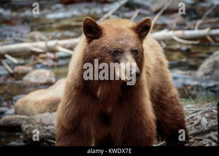 De Californie un ours noir traversant une rivière dans l'Est de la Sierra montagnes . Beaucoup d'ours noir californien sont de couleur brune ou comme celui de la cannelle. Banque D'Images