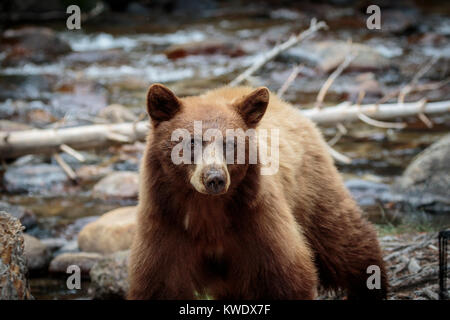 De Californie un ours noir traversant une rivière dans l'Est de la Sierra montagnes . Beaucoup d'ours noir californien sont de couleur brune ou comme celui de la cannelle. Banque D'Images