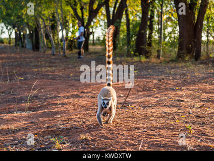 Untitled Document (Lemur catta) la mère et l'enfant à Bérenty Réserve privée. Madagascar, l'Afrique. Banque D'Images