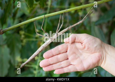 Strong Phasme (Anchiale briareus) dans le feuillage des femelles adultes avec la main pour l'échelle. Daintree. Le Queensland. L'Australie. Banque D'Images