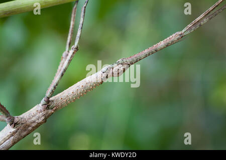 Strong Phasme (Anchiale briareus) adulte de sexe féminin dans le feuillage. Close up. Daintree. Le Queensland. L'Australie. Banque D'Images