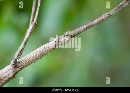 Strong Phasme (Anchiale briareus) adulte de sexe féminin dans le feuillage. Close up. Daintree. Le Queensland. L'Australie. Banque D'Images