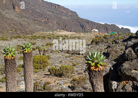 Groundsels géant à Barranco camp sur le mont Kilimandjaro Banque D'Images