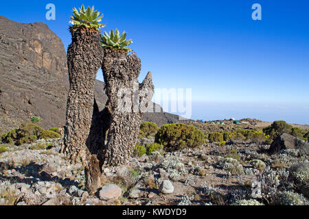 Groundsels géant à Barranco camp sur le mont Kilimandjaro Banque D'Images