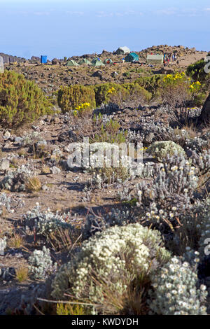 Barranco camp sur le mont Kilimandjaro Banque D'Images